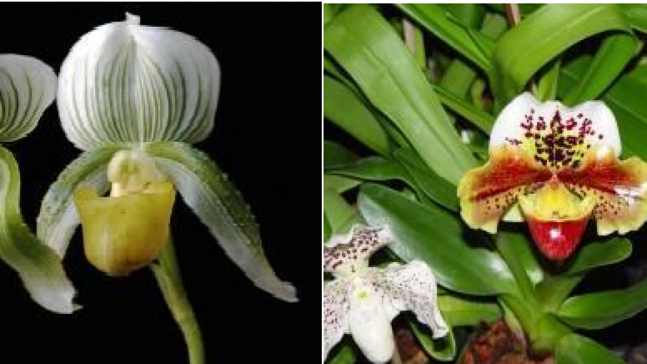Dicas de como Plantar Orquídea PAPHIOPEDILUM (Sapatinho)na Pedra – Dicas e  cuidados